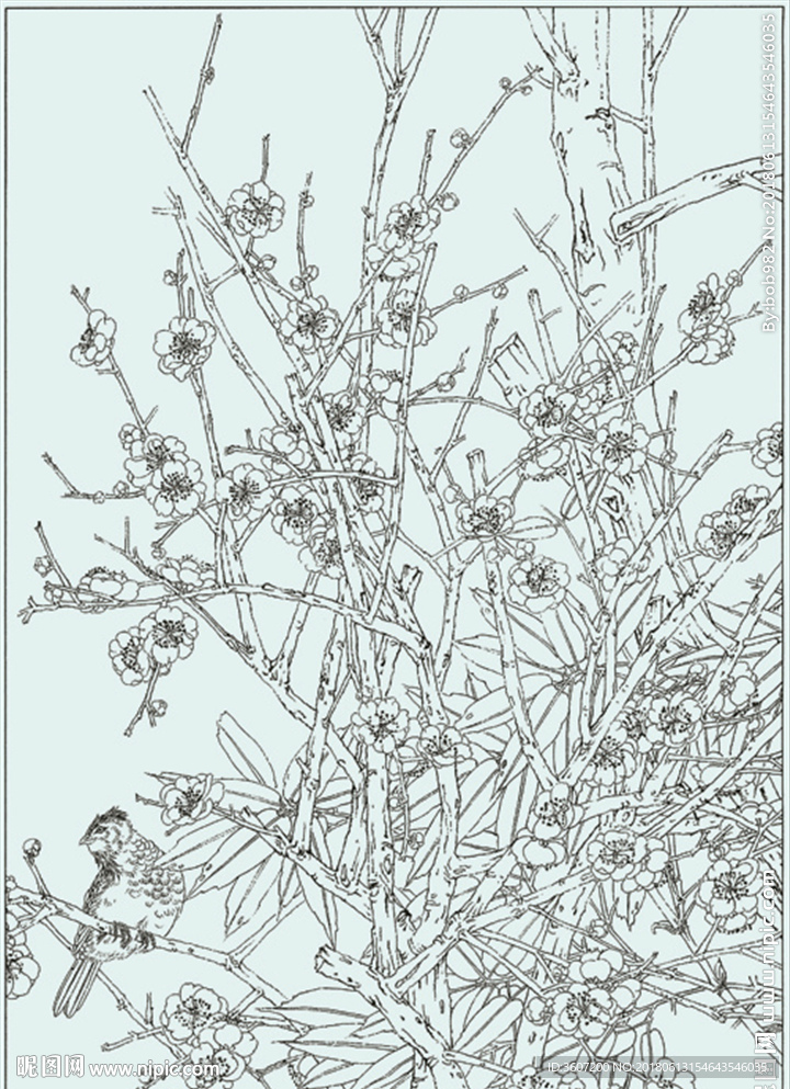梅花线描 梅花白描 梅花素描