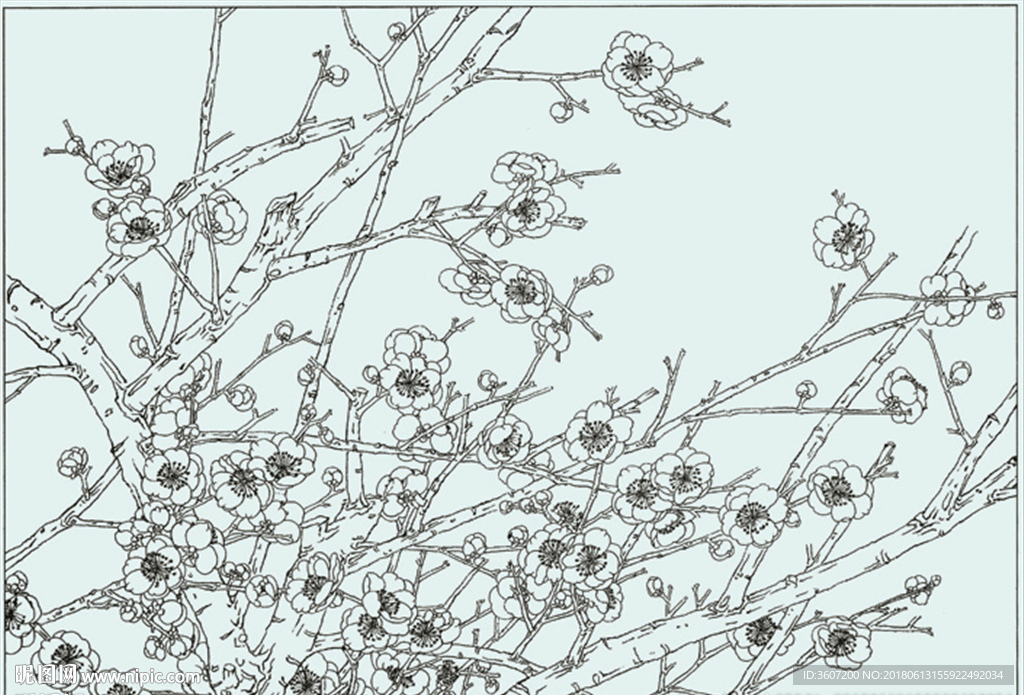 梅花线描 梅花白描 梅花素描