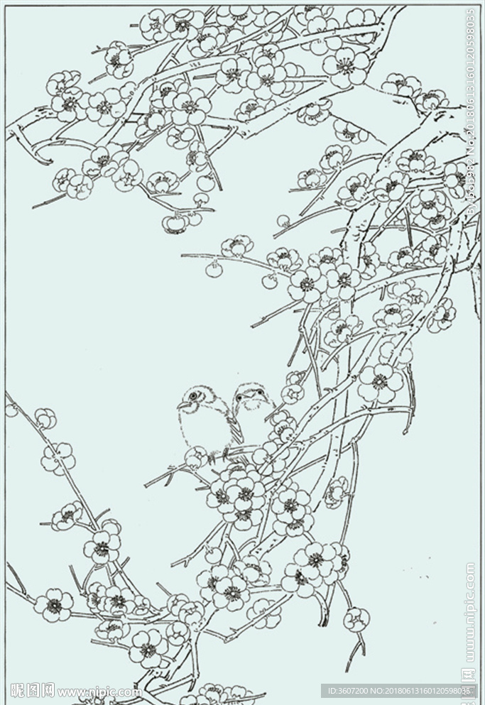 梅花线描 梅花白描 梅花素描