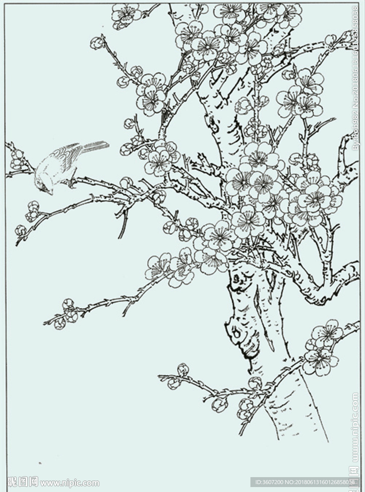 梅花线描 梅花白描 梅花素描