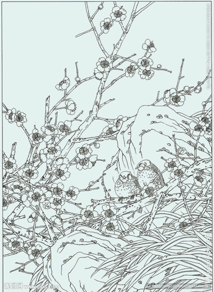 梅花线描 梅花白描 梅花素描