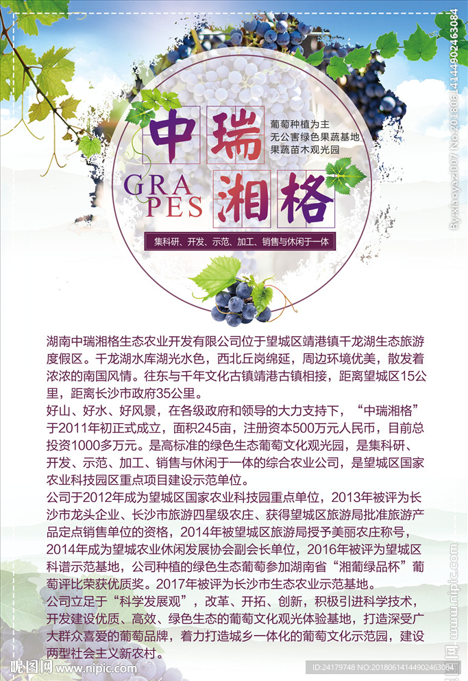 葡萄公司介绍雅致海报图