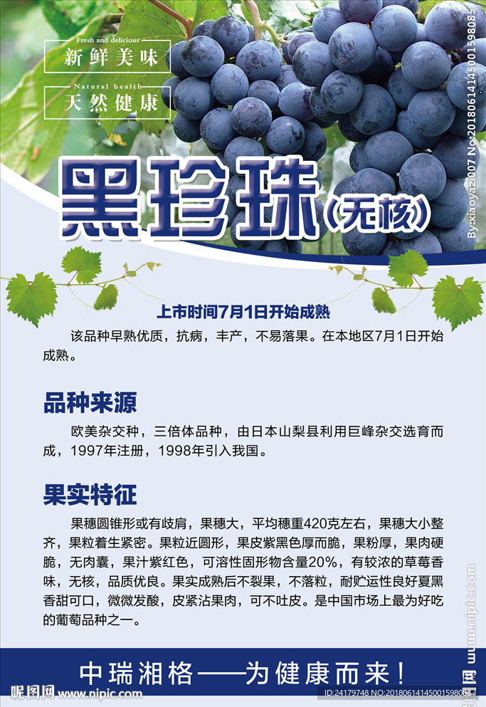黑珍珠葡萄紫黑葡萄品种详细介绍