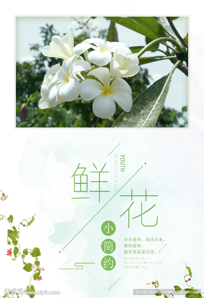 鲜花图片