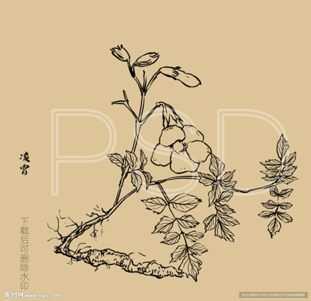 凌霄