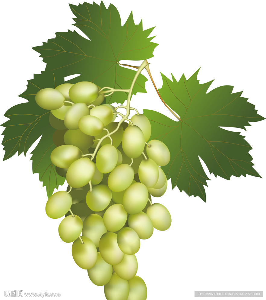 绿色健康有机葡萄