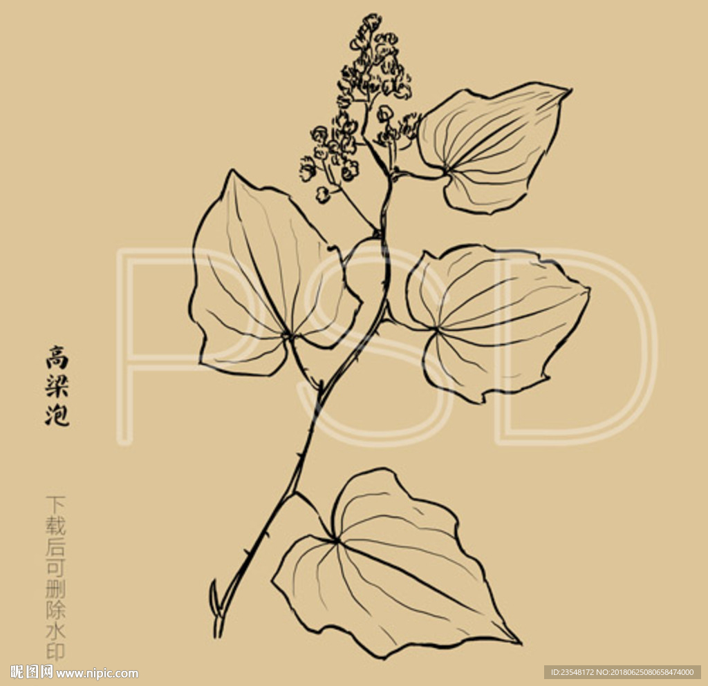 高梁泡
