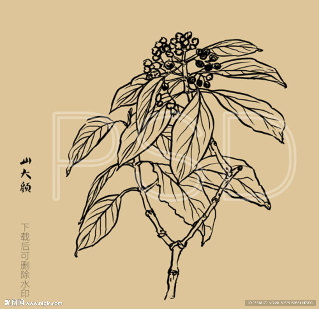 山大颜