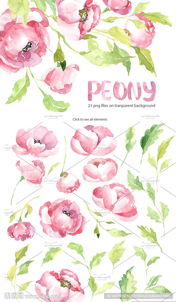 粉红色水彩牡丹花卉插画
