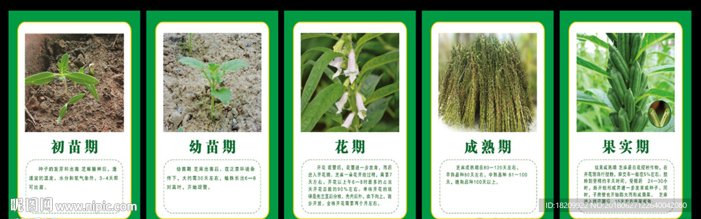 芝麻