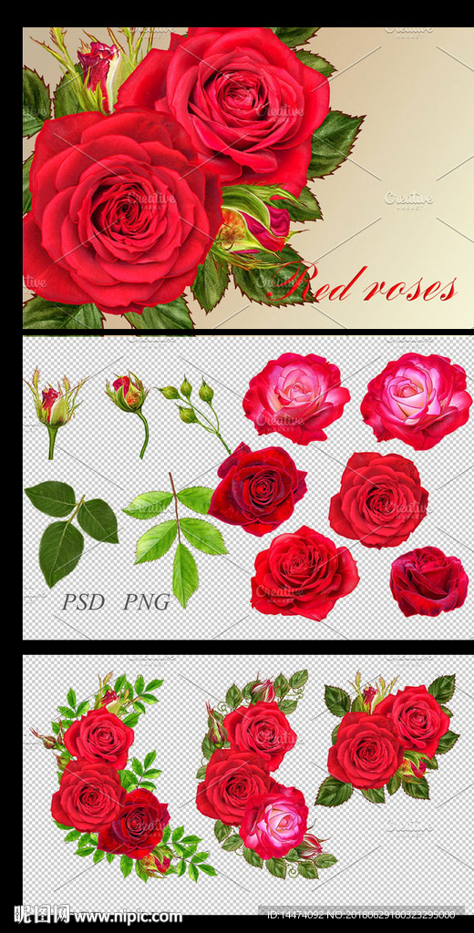 红玫瑰花卉素材
