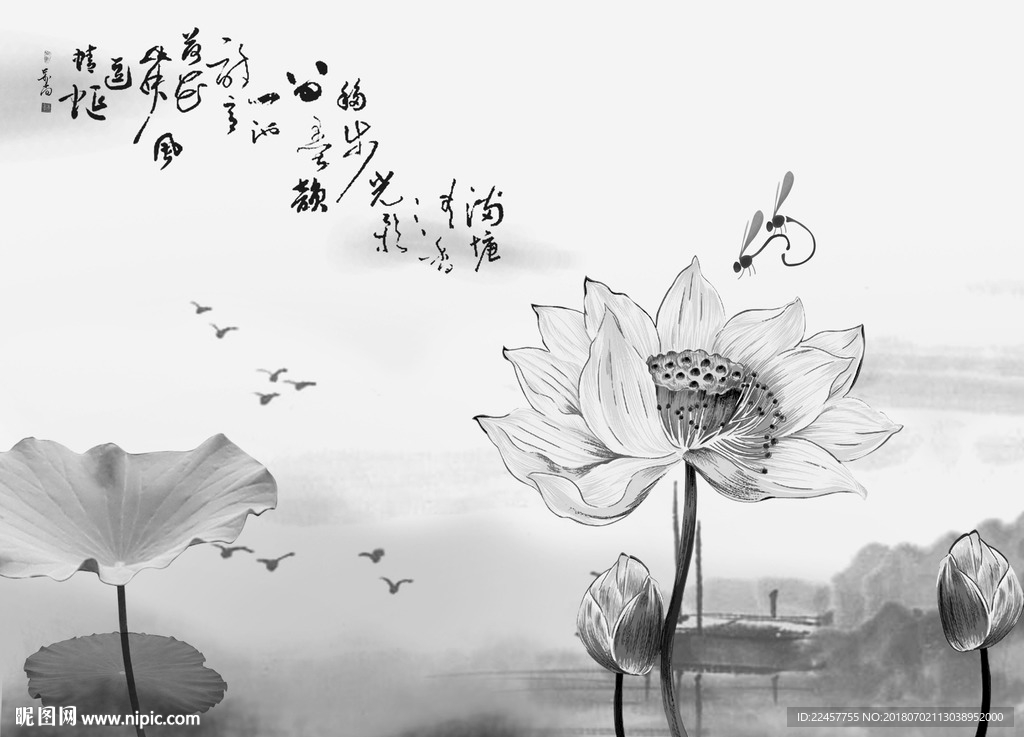 荷花