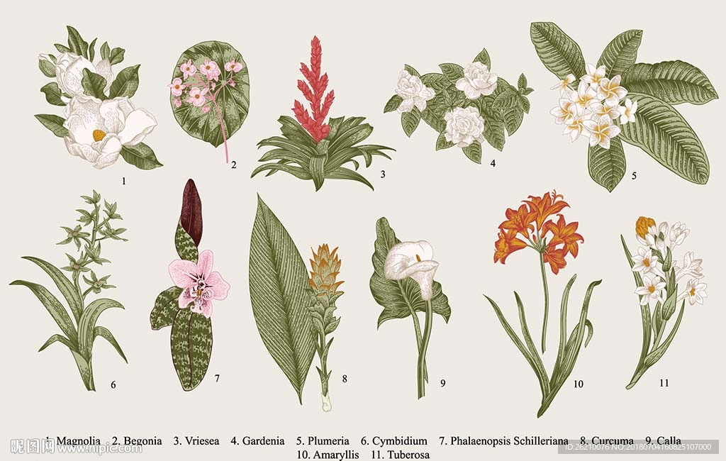 植物鲜花古典手绘素材