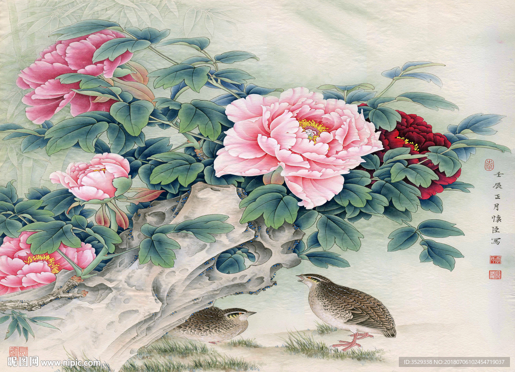 牡丹花