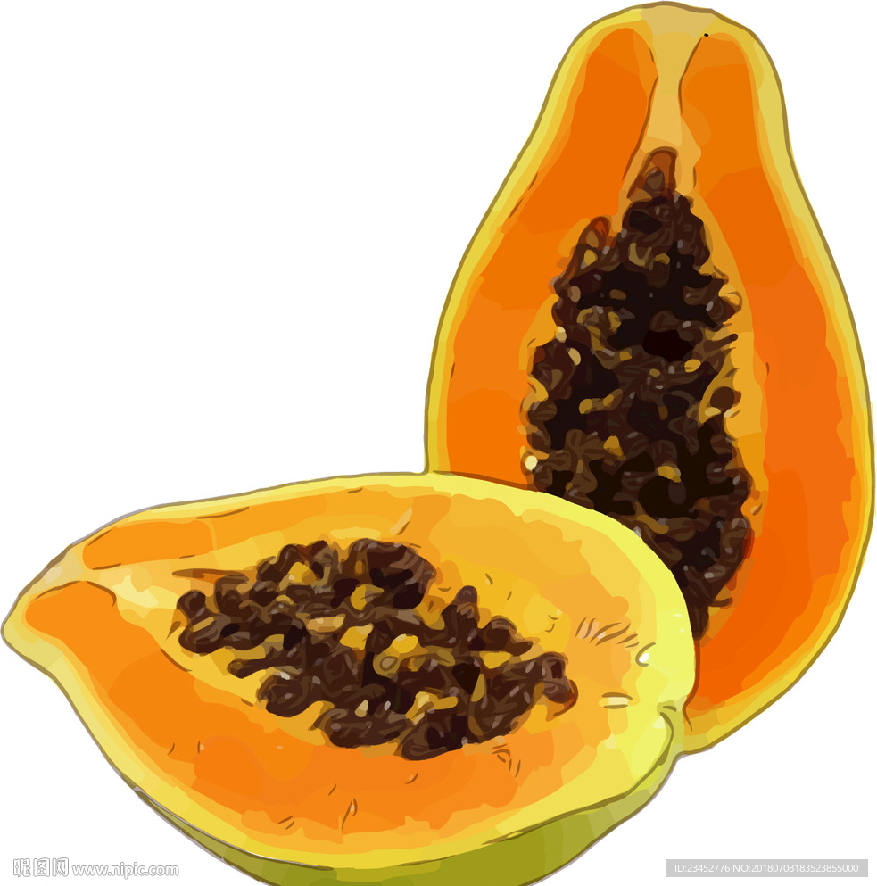 木瓜 矢量手绘素材