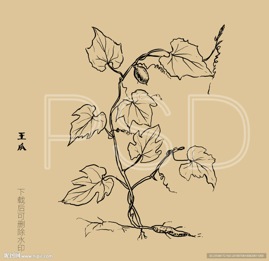 王瓜