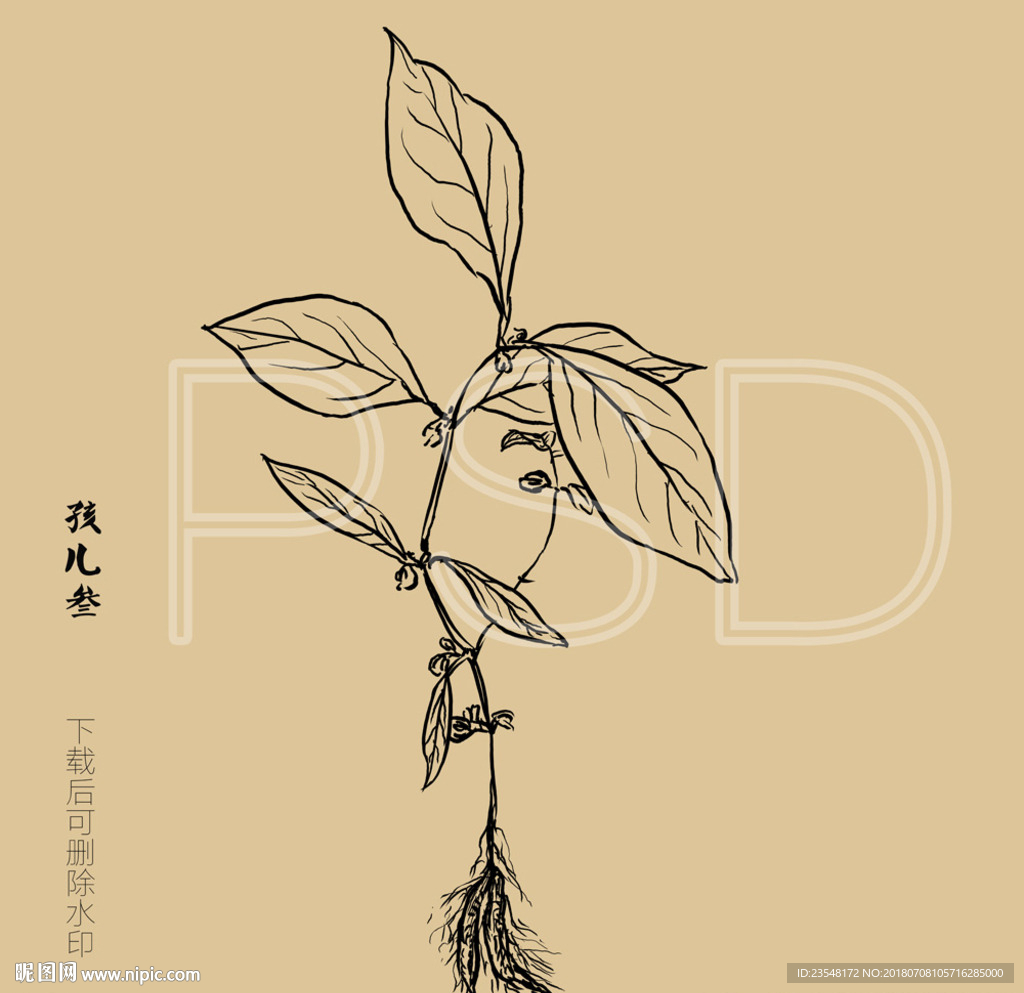 孩儿参
