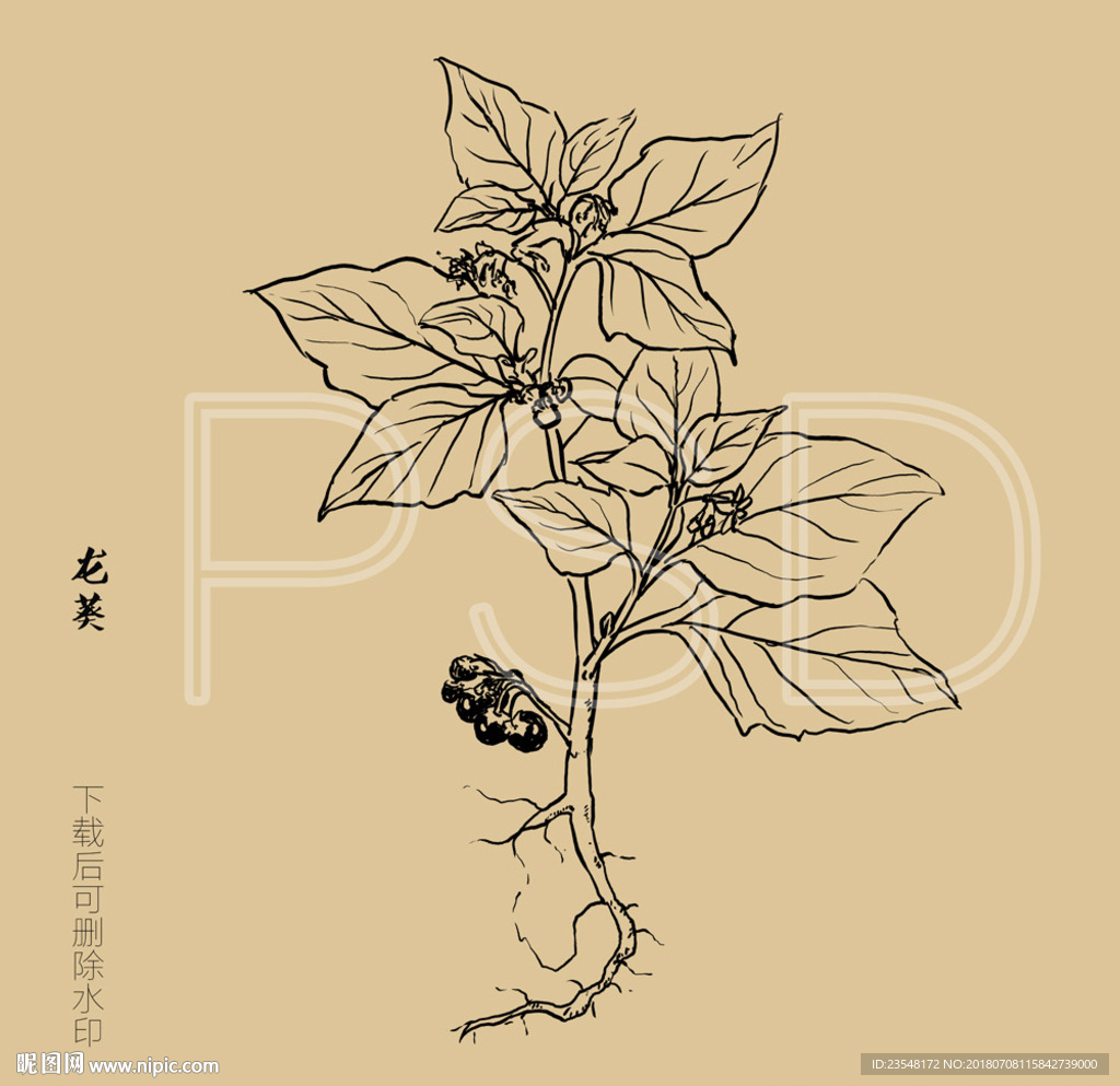 龙葵