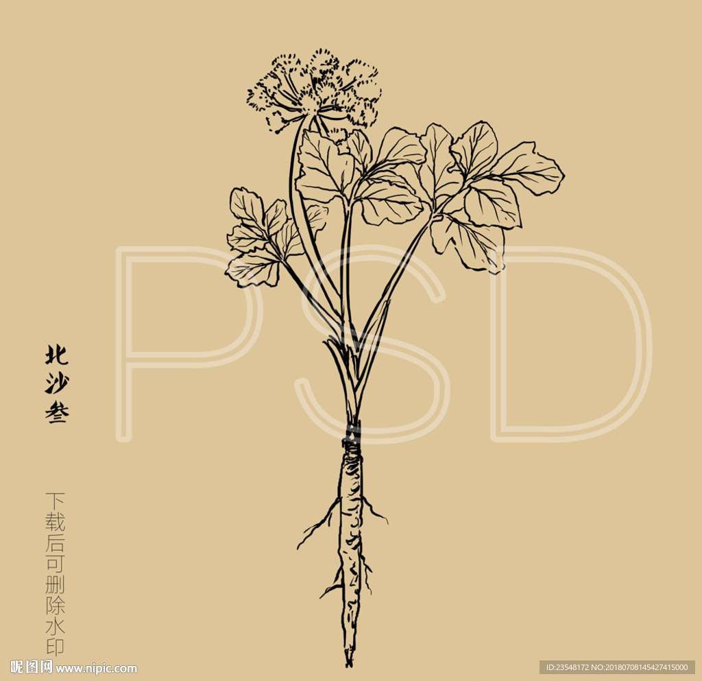 北沙参