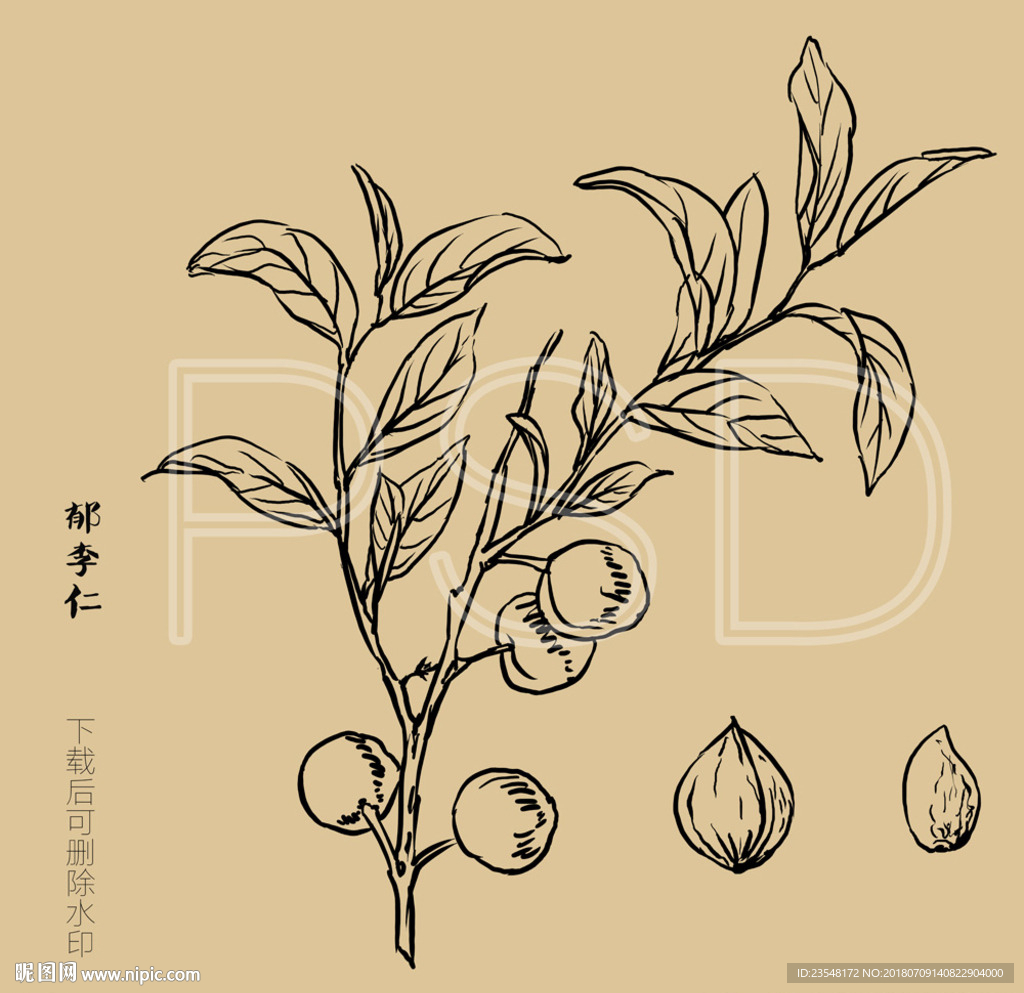 郁李仁