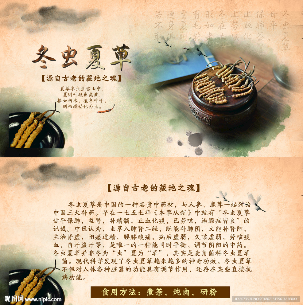 冬虫夏草介绍
