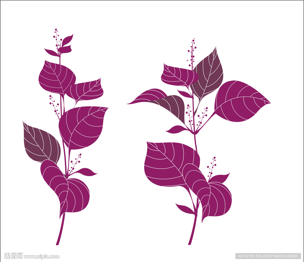 紫苏叶简笔画颜色图片