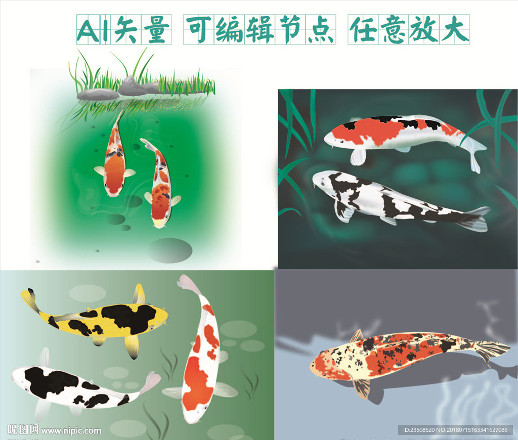 锦鲤