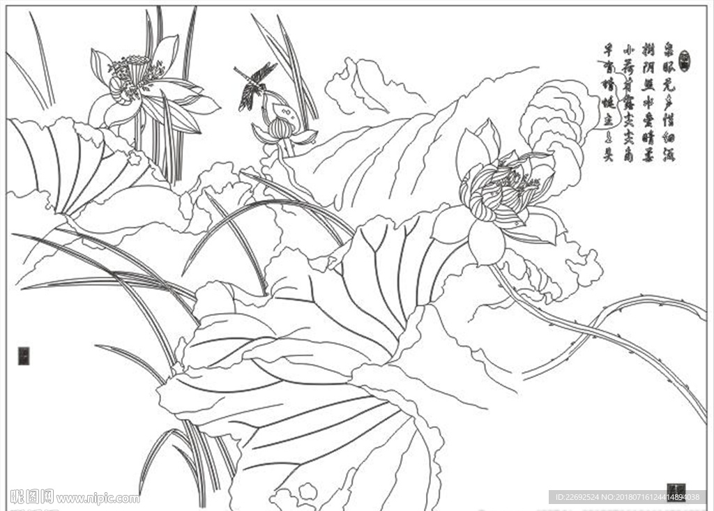 荷花