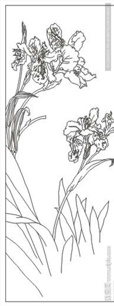 鸢尾花