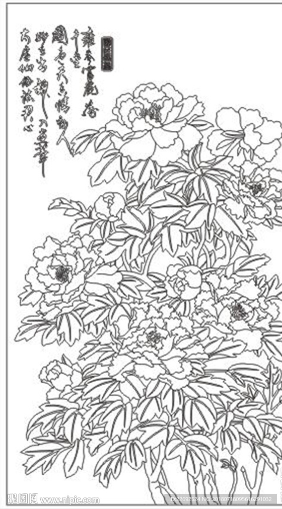 牡丹