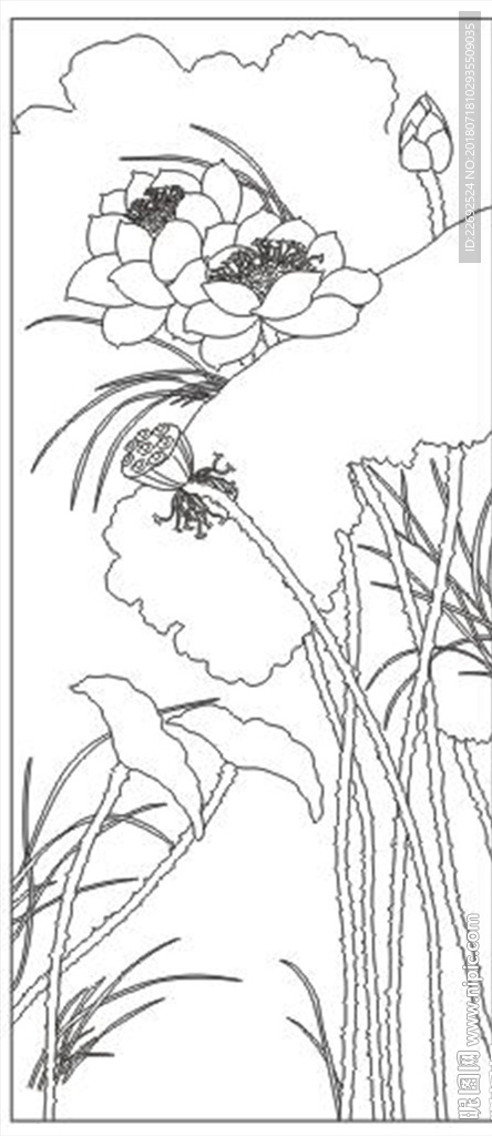 荷花