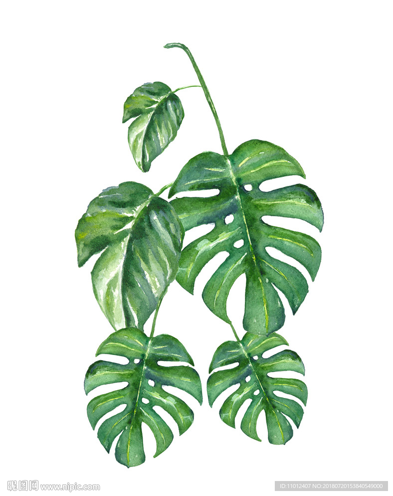 挂画