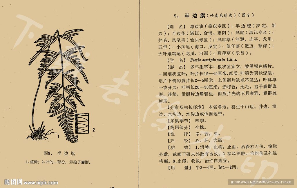 半边旗