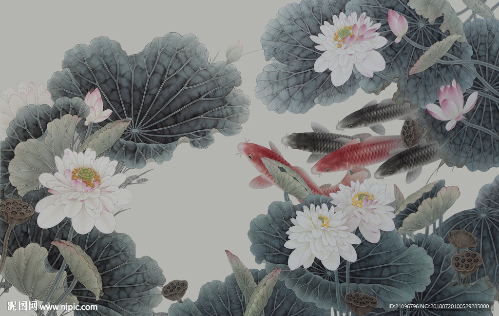 荷花鲤鱼图背景