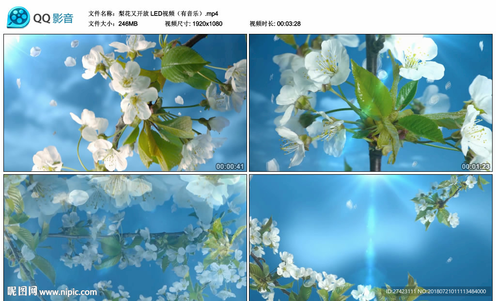 梨花又开放 LED舞台背景视频