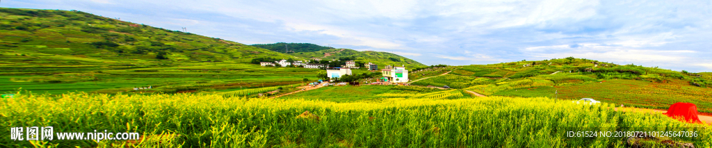 黄花菜背景
