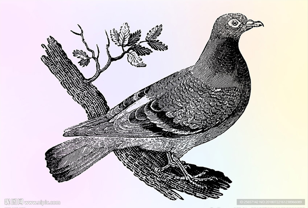 鸽子手绘图片