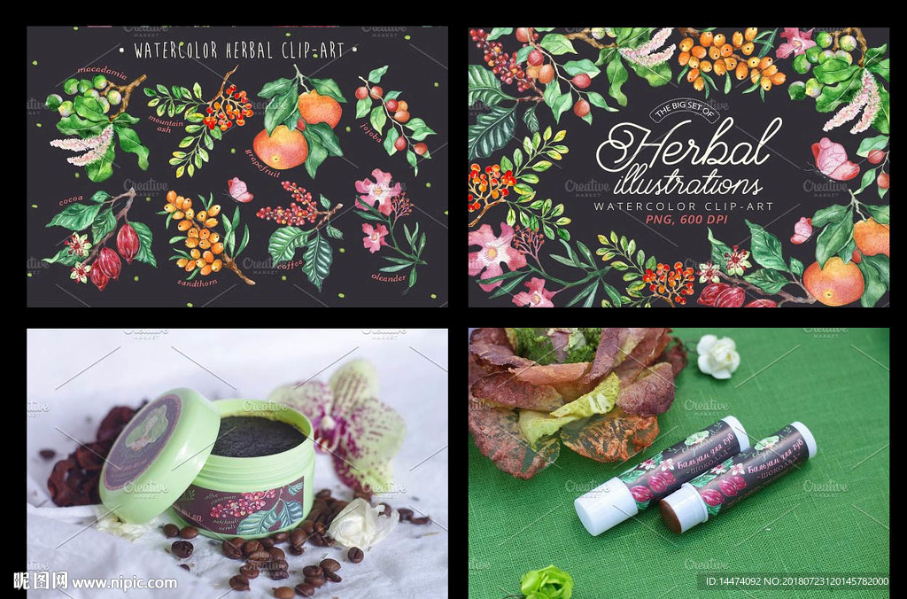 水彩植物草药插画