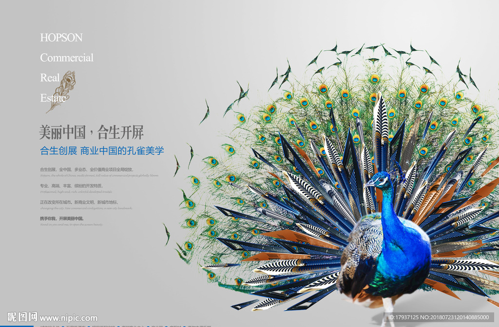 孔雀 创意 盛开 开盘 单张