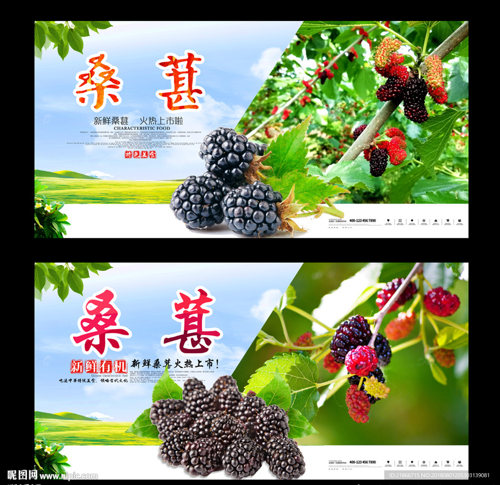 桑葚