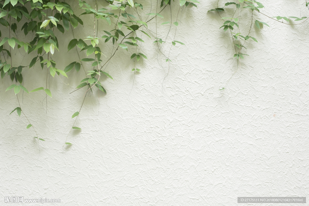 清新白墙绿叶