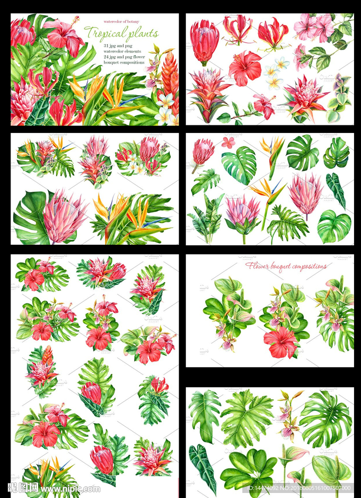 手绘水彩热带植物