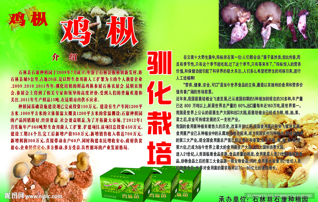 鸡枞栽培