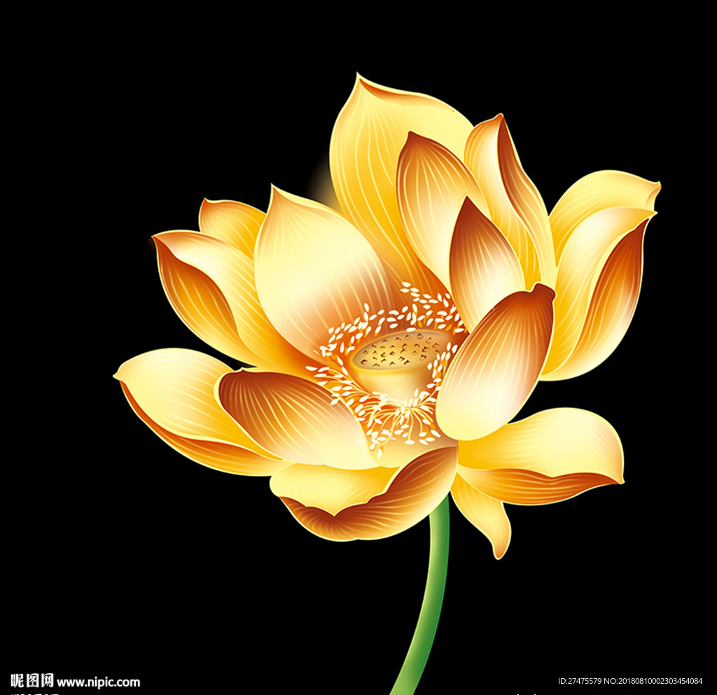 荷花