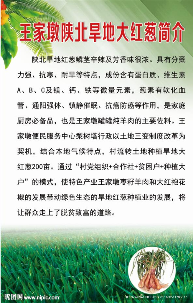 大红葱简介