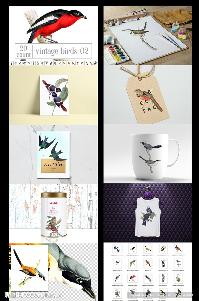 复古手绘鸟类合集
