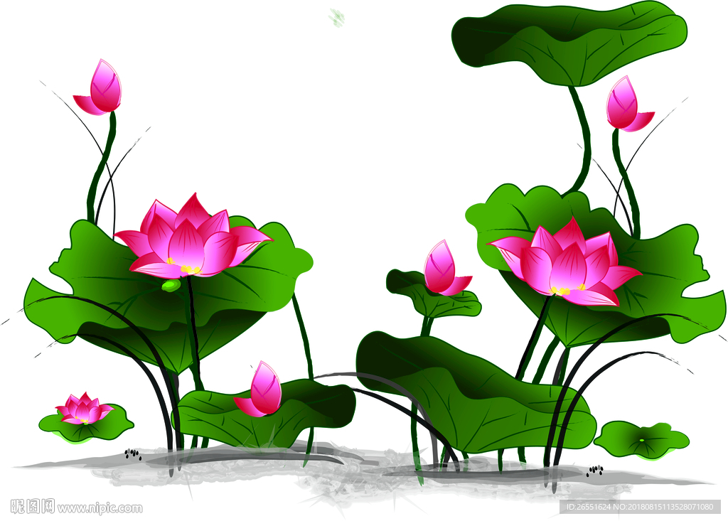 荷花