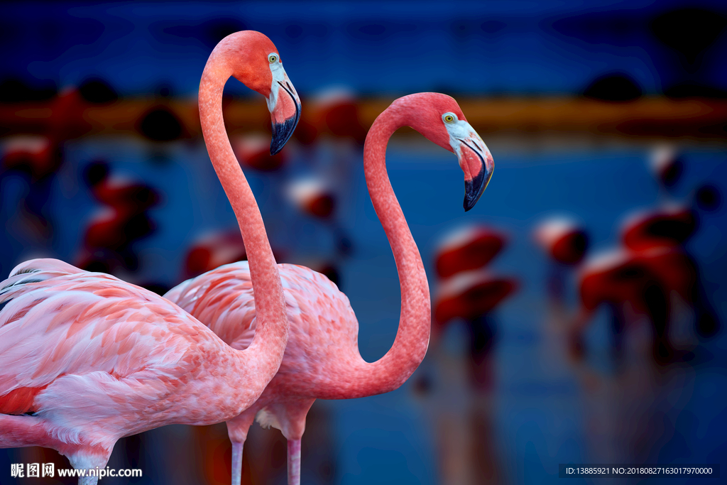 晶瓷装饰画火烈鸟北欧装饰画