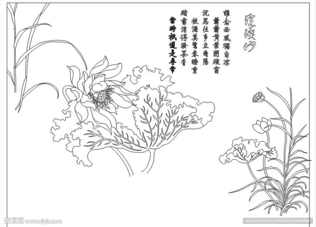 荷花