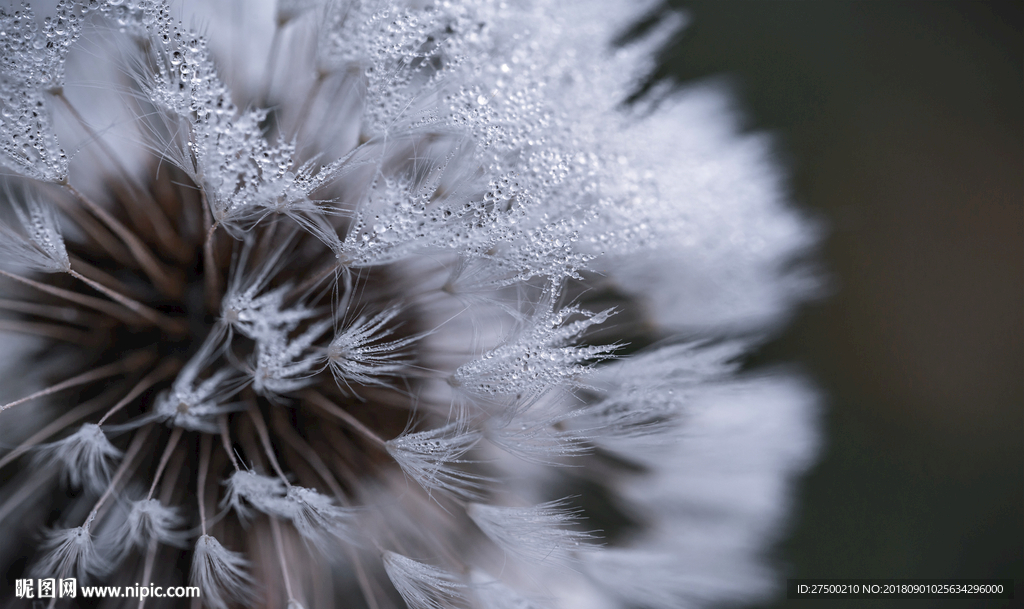欧式蒲公英背景墙